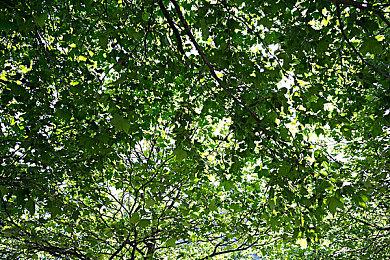 Epic喜加一：《瘟疫传说：无罪》免费领